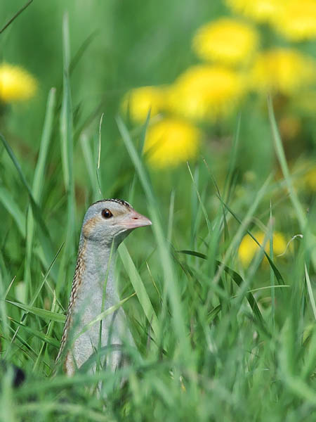 Ruisrääkkä, Corn Crake, Crex crex